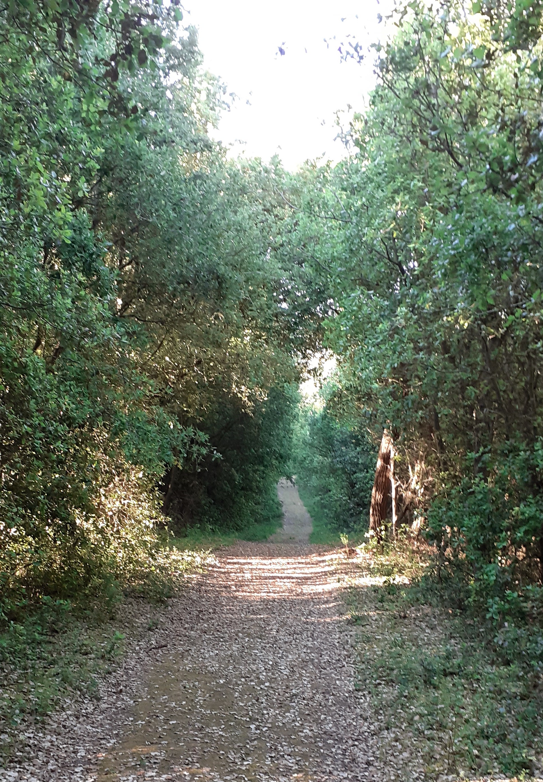 Le bois de chnes vert Le Maroc