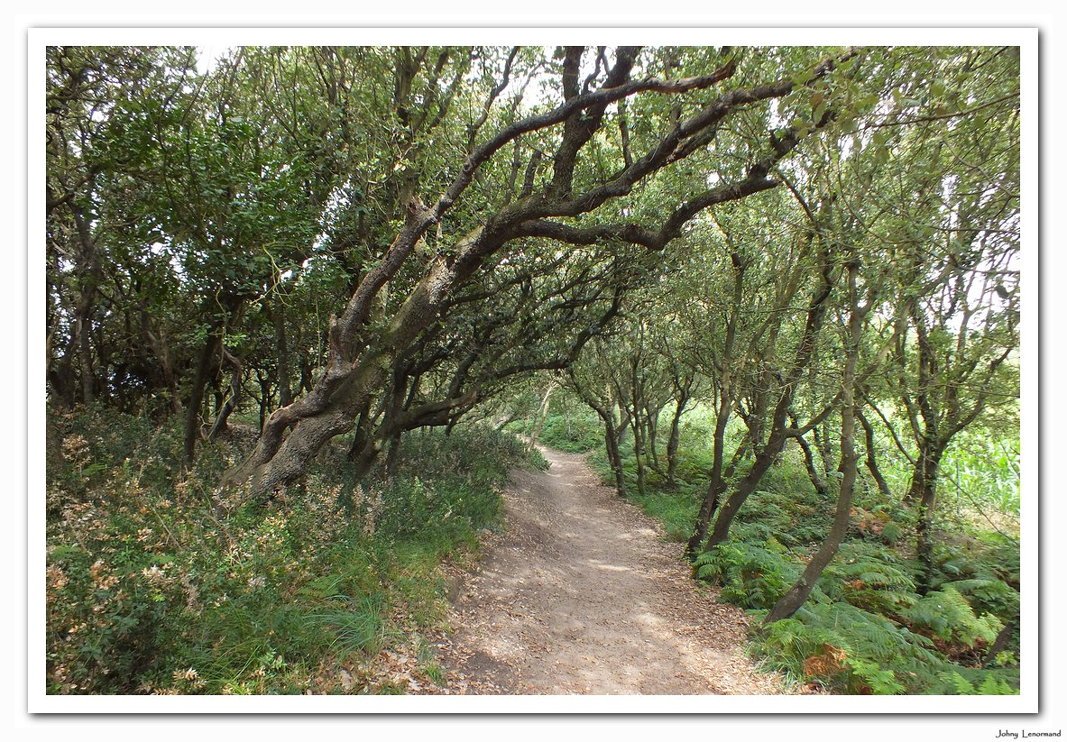 Le bois de la Mine  Jard-sur-Mer