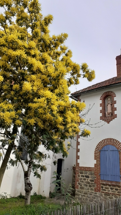 Mimosa dans le bois de la Chaize (Vende)