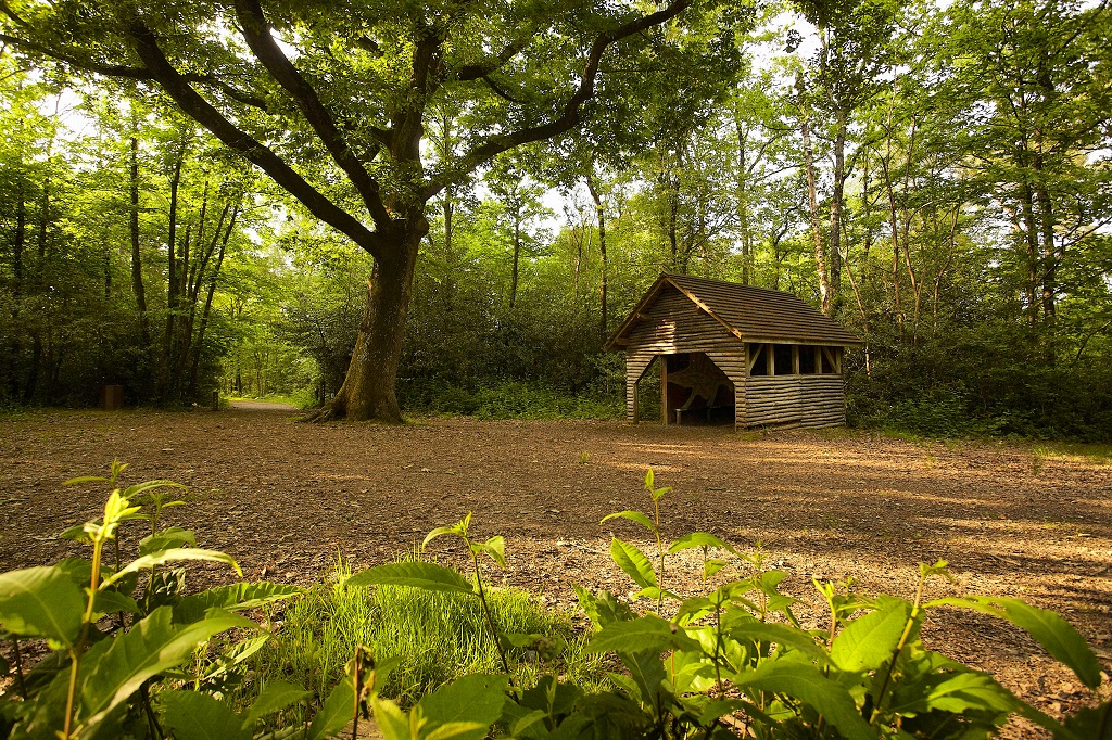 Le bois des Girondins La Ferrire (Vende)