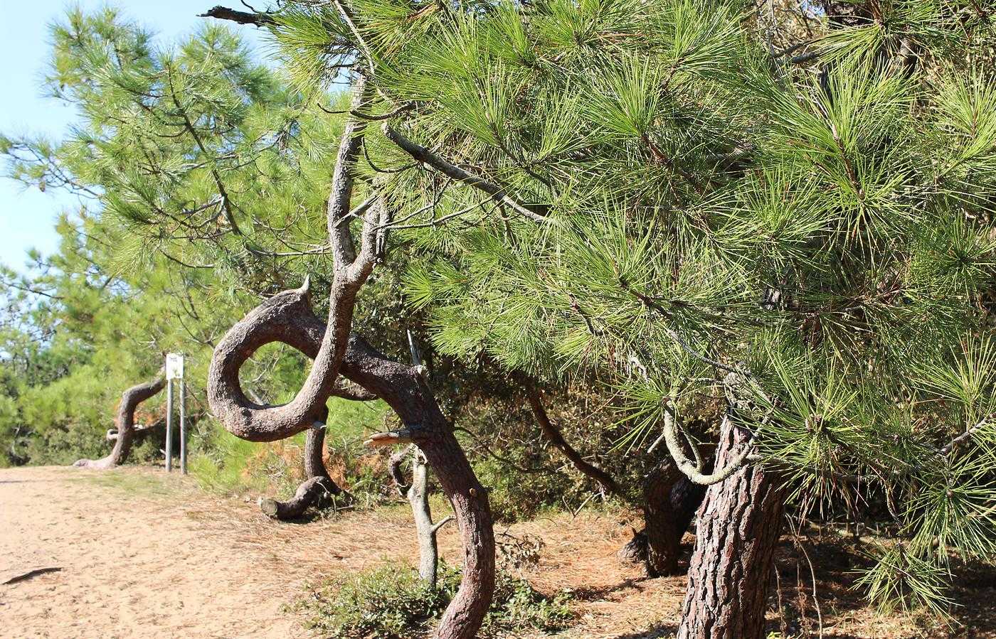 Les pins prs de l'ocan semblent ramper prs du sol