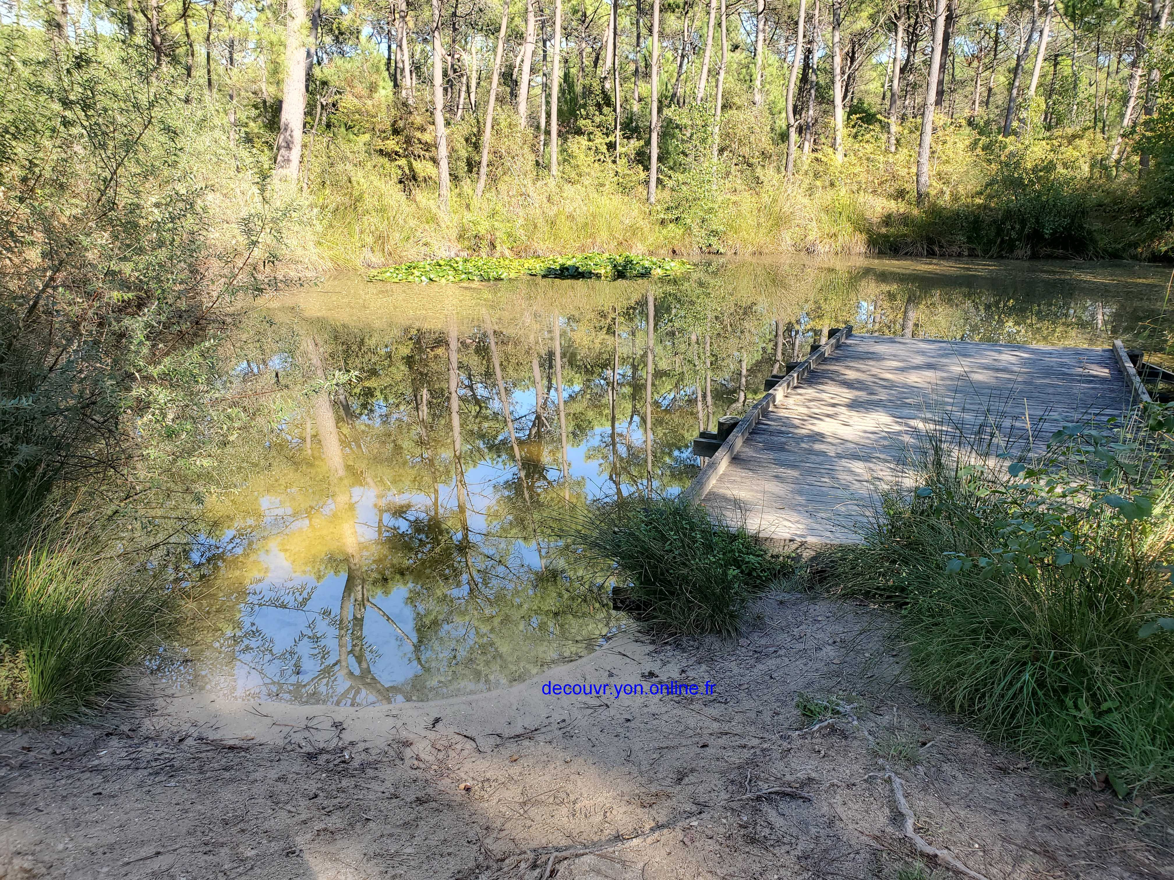 tang dans la fort du Pays de Monts (Vende)