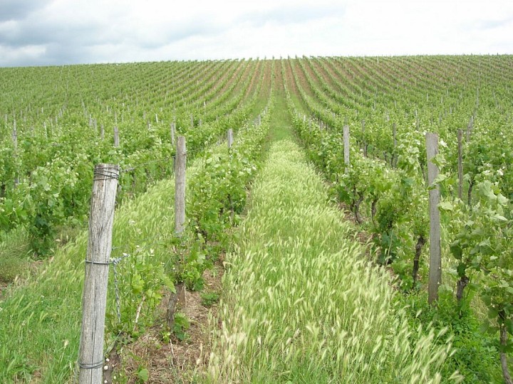 Vignes sur les cteaux de Rosnay au-dessus de l'Yon