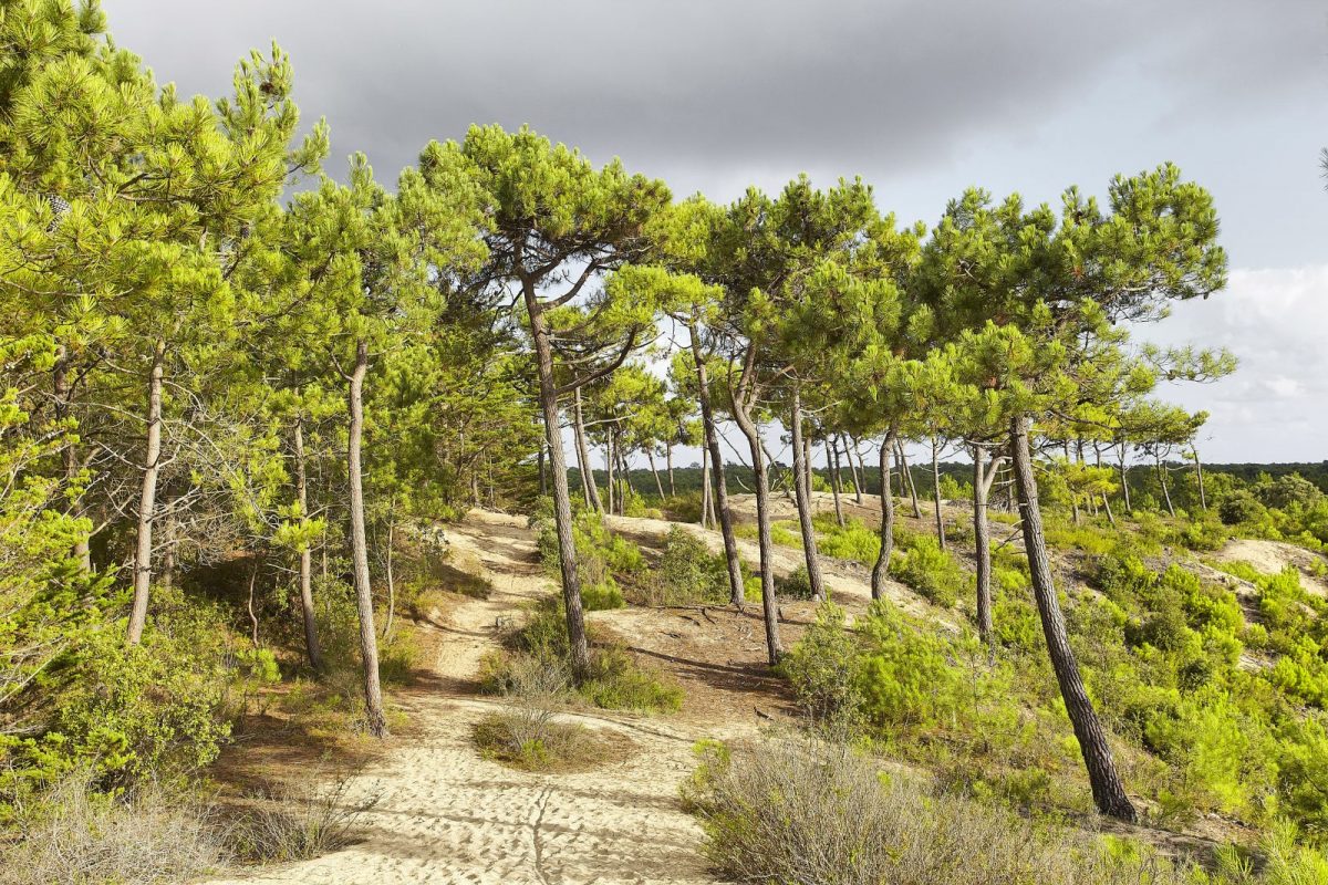 Le sentier des Grands Peys Saint-Hilaire-de-Riez